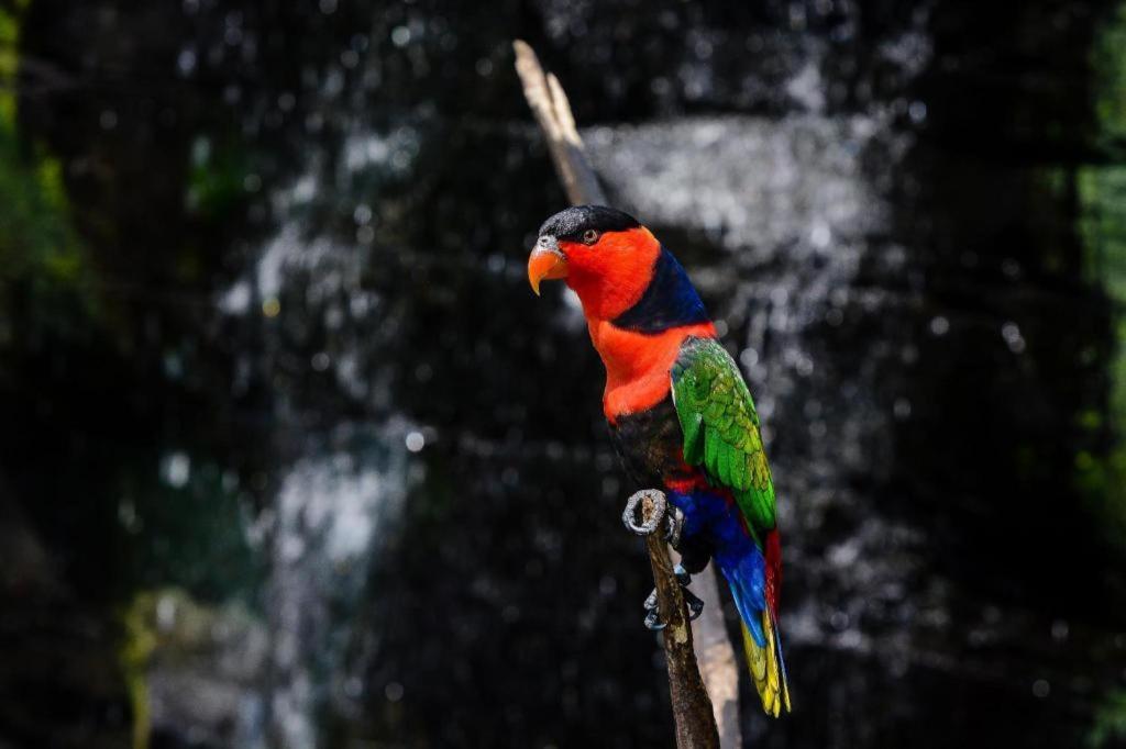 Wood Pecker Hotel Pakualaman Exterior foto